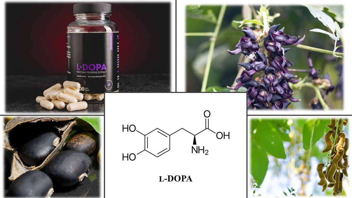 l-dopa kratomworld prodej