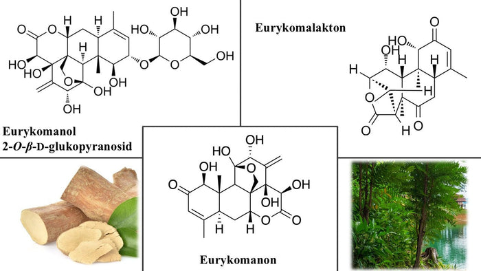 indonéský ženšen_koláž kratomworld