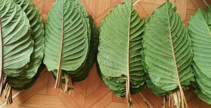 Thajský kratom: jeho účinky, historie a jak se liší od kratomu z Indonésie